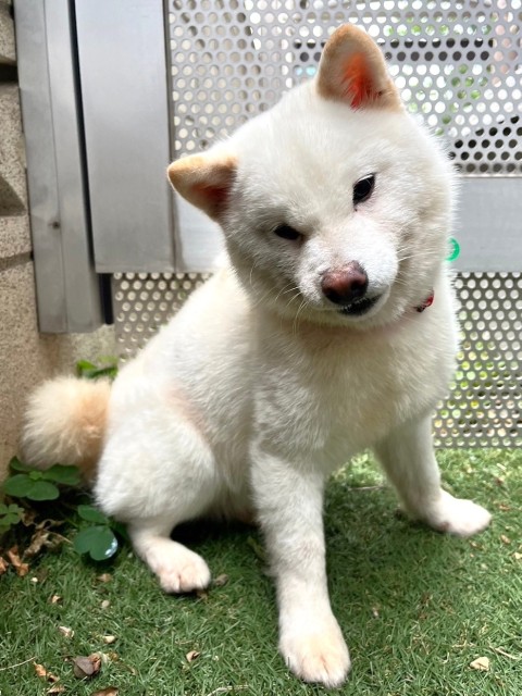 ホルモン