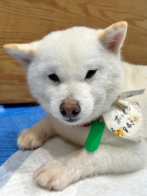 ホルモン