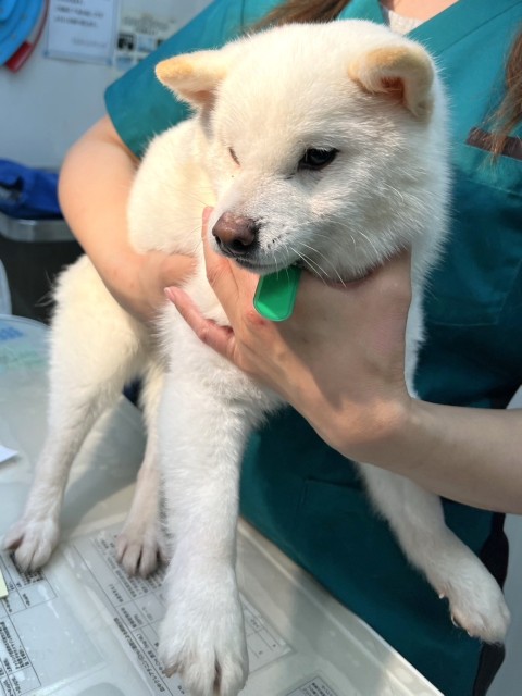 ホルモン