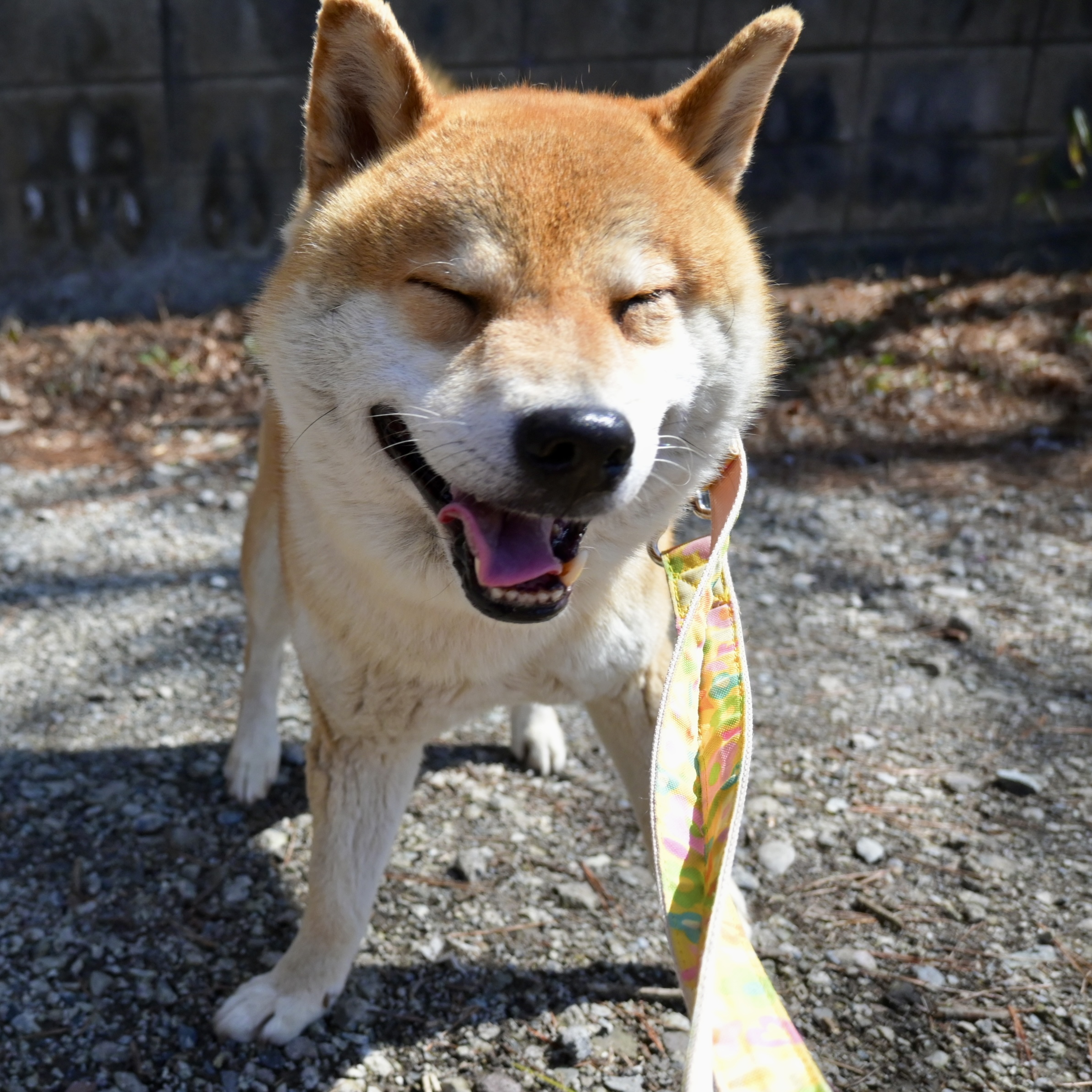 登録している生体