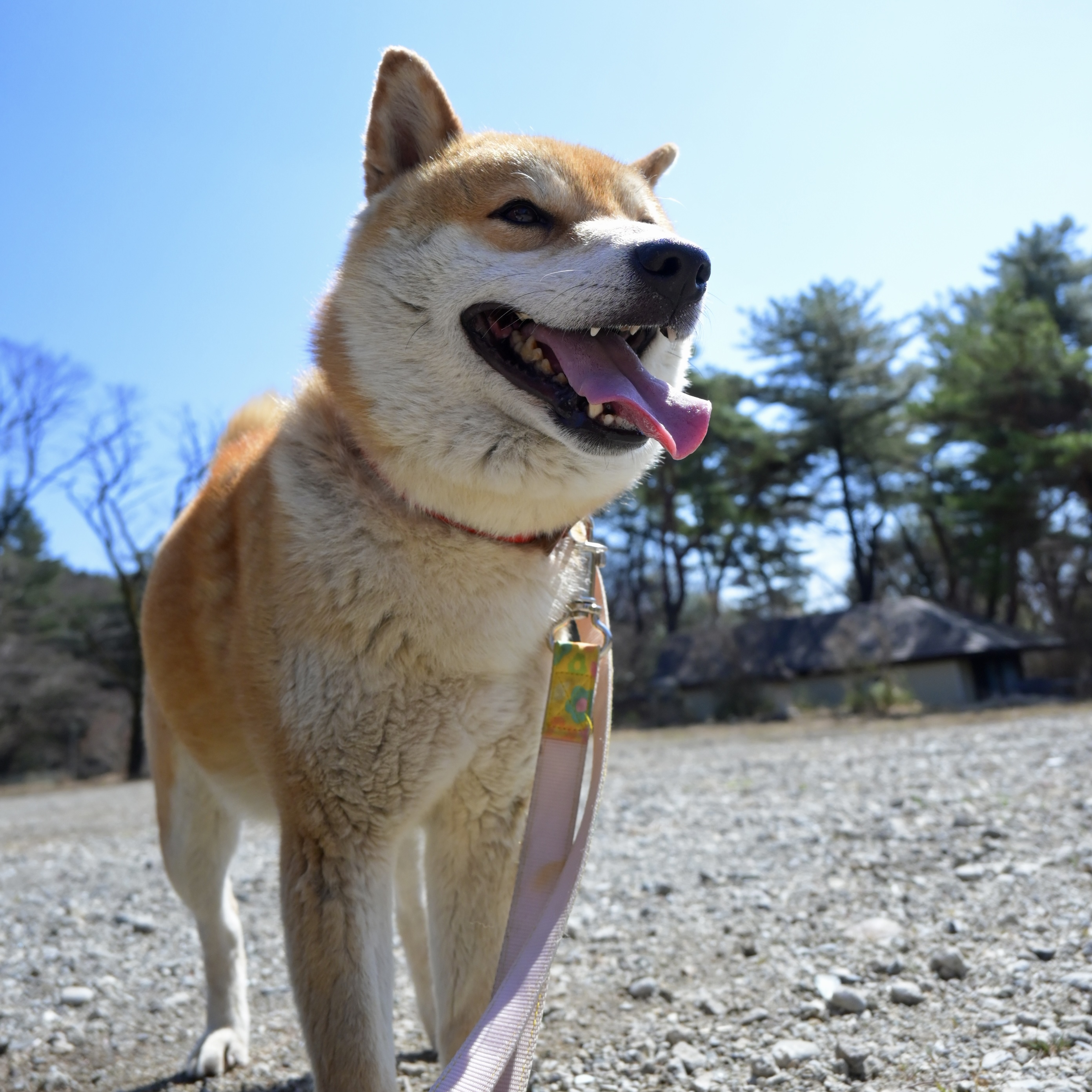 登録している生体