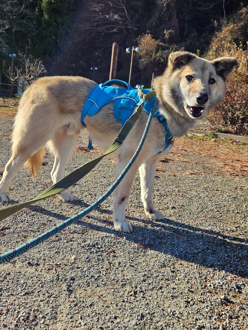 犬種不明