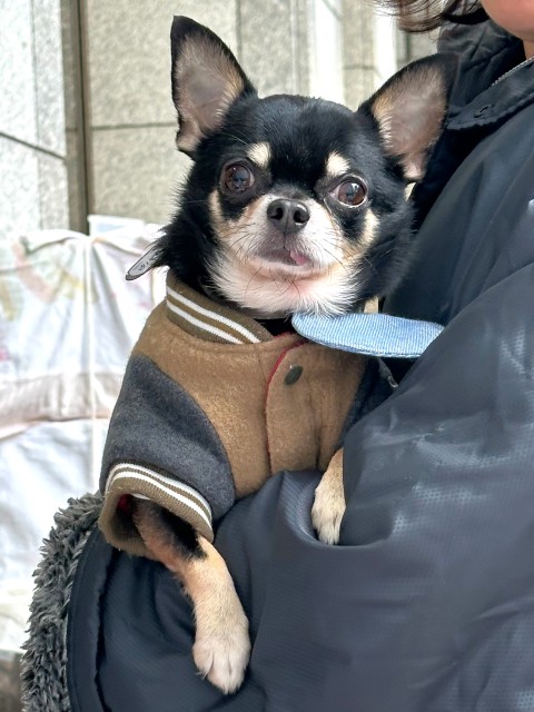 ピノキオ