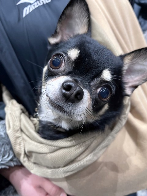 ピノキオ