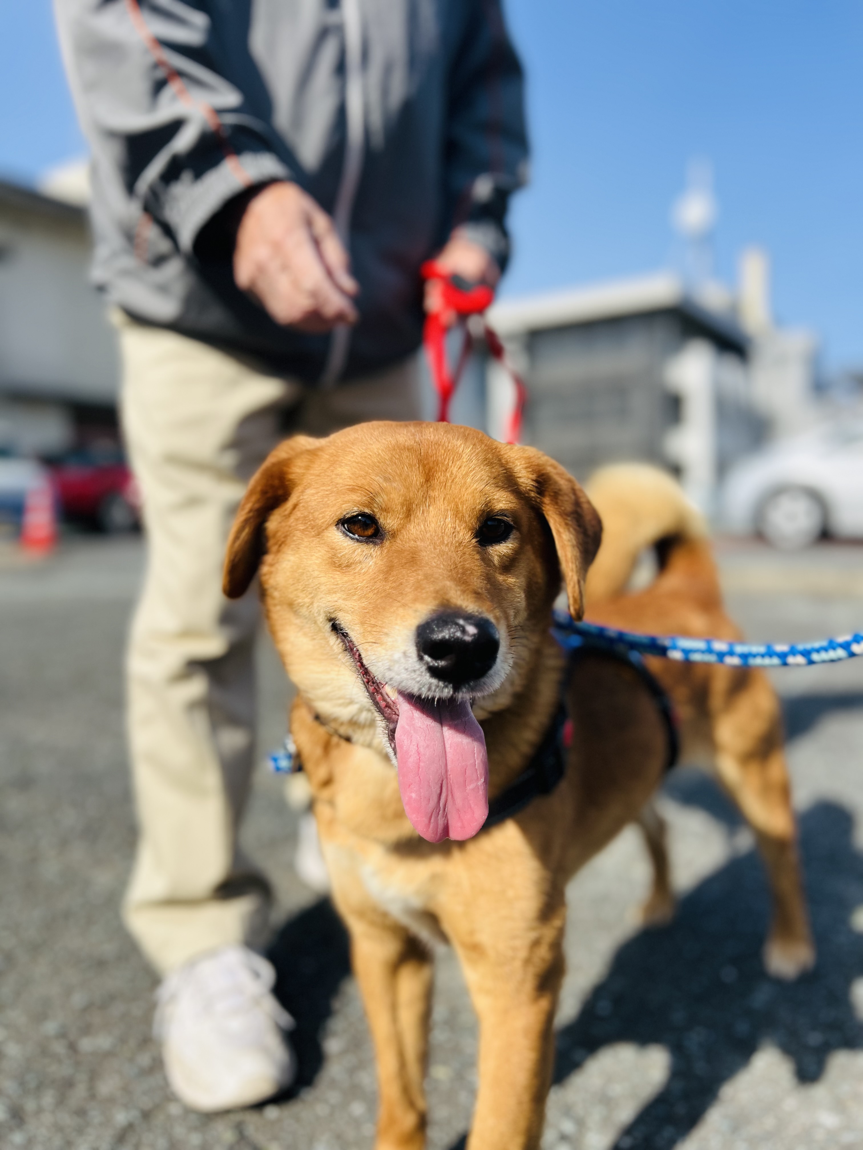 犬種不明