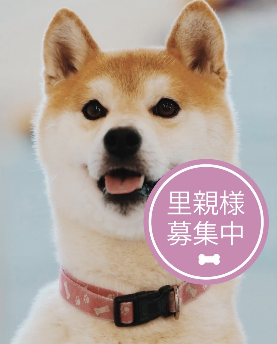 柴犬