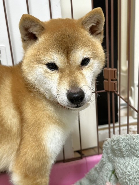 柴犬