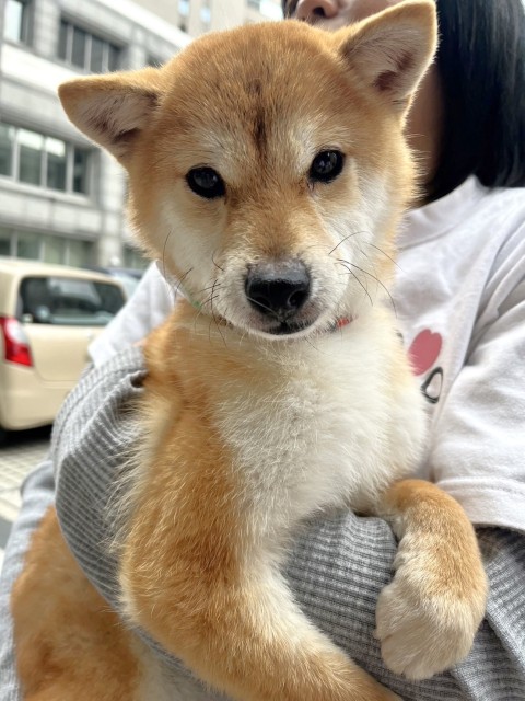 テルミ