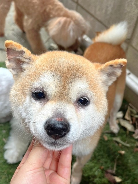 オカキ