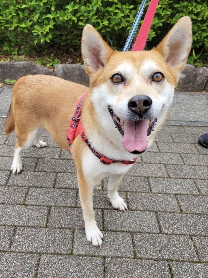 タケ