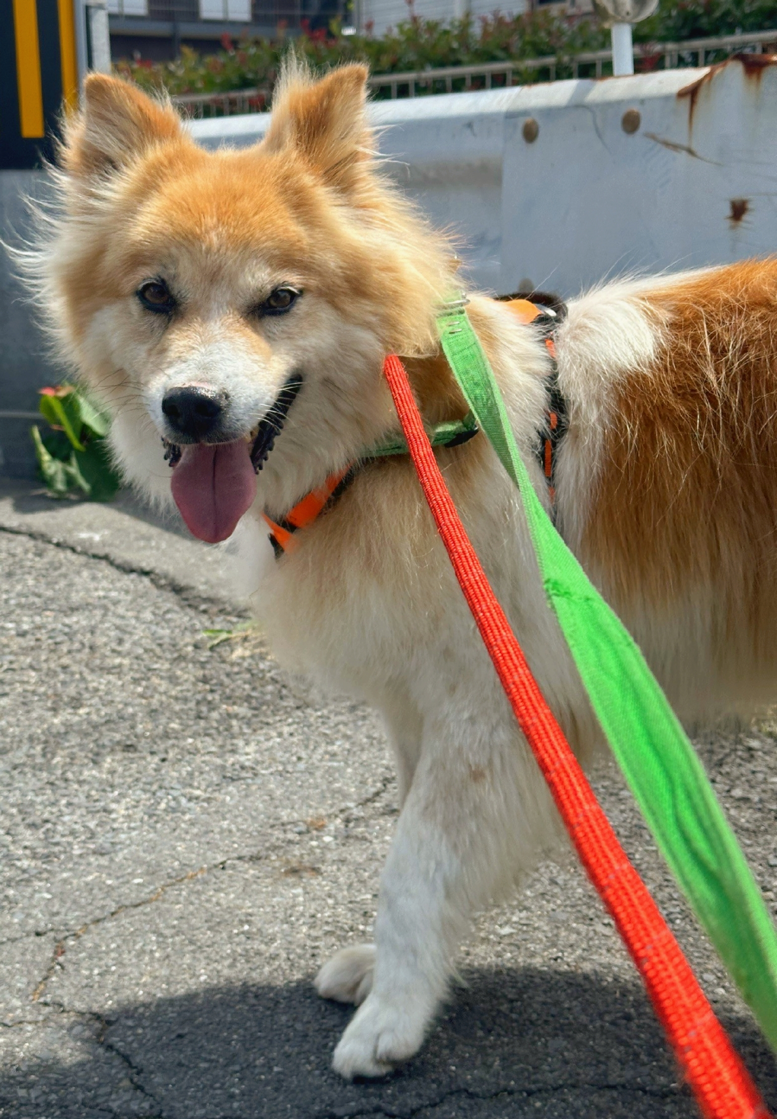 フワモフの【トリノ】くん］｜保護犬・保護猫の里親募集なら「しっぽの