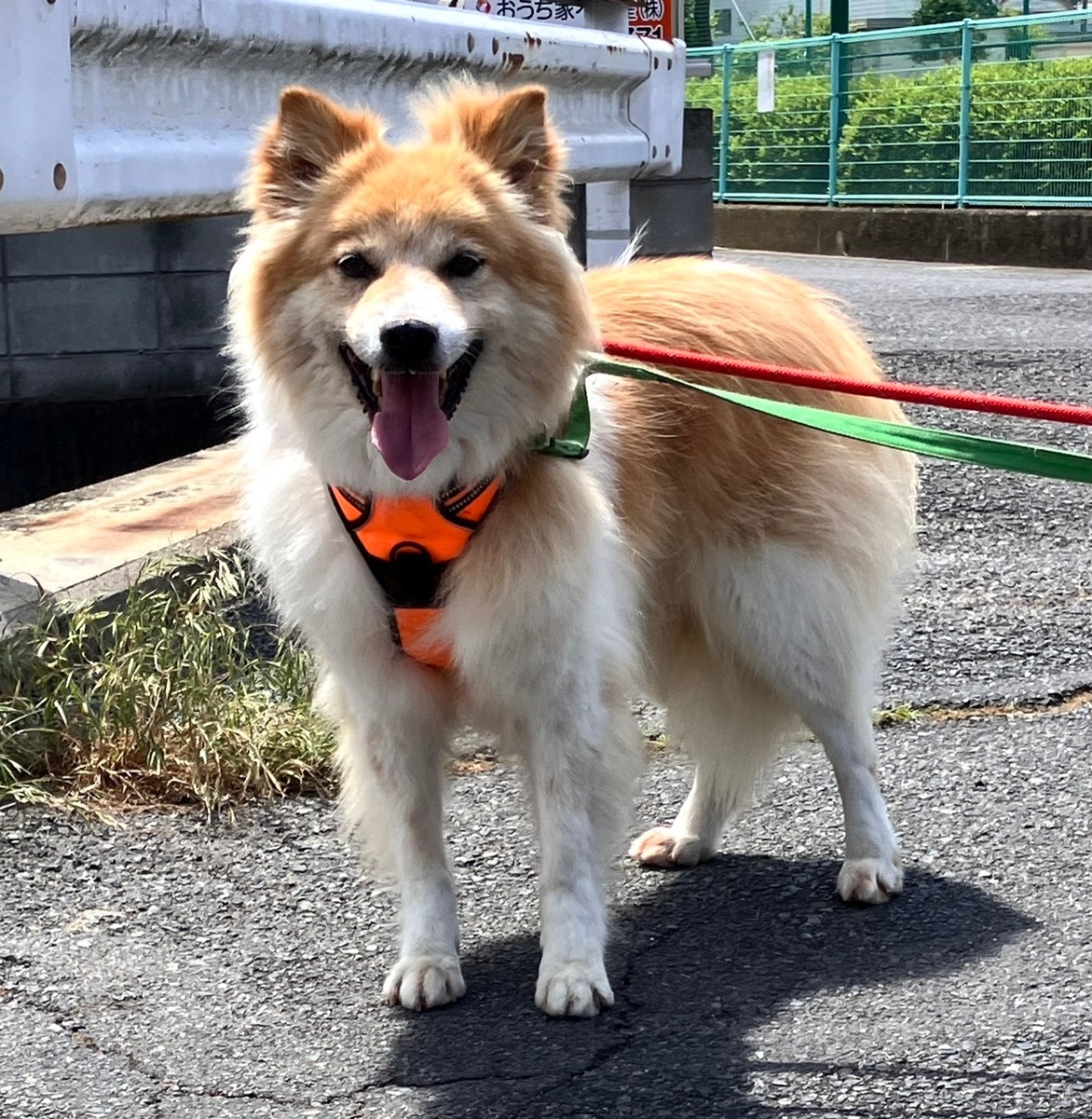 フワモフの【トリノ】くん］｜保護犬・保護猫の里親募集なら「しっぽの