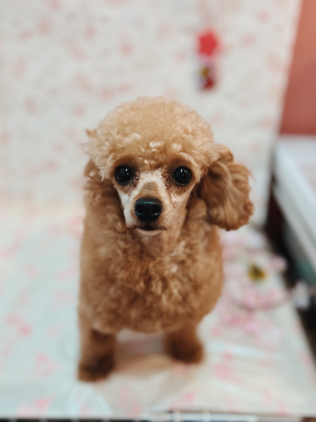 ごふん