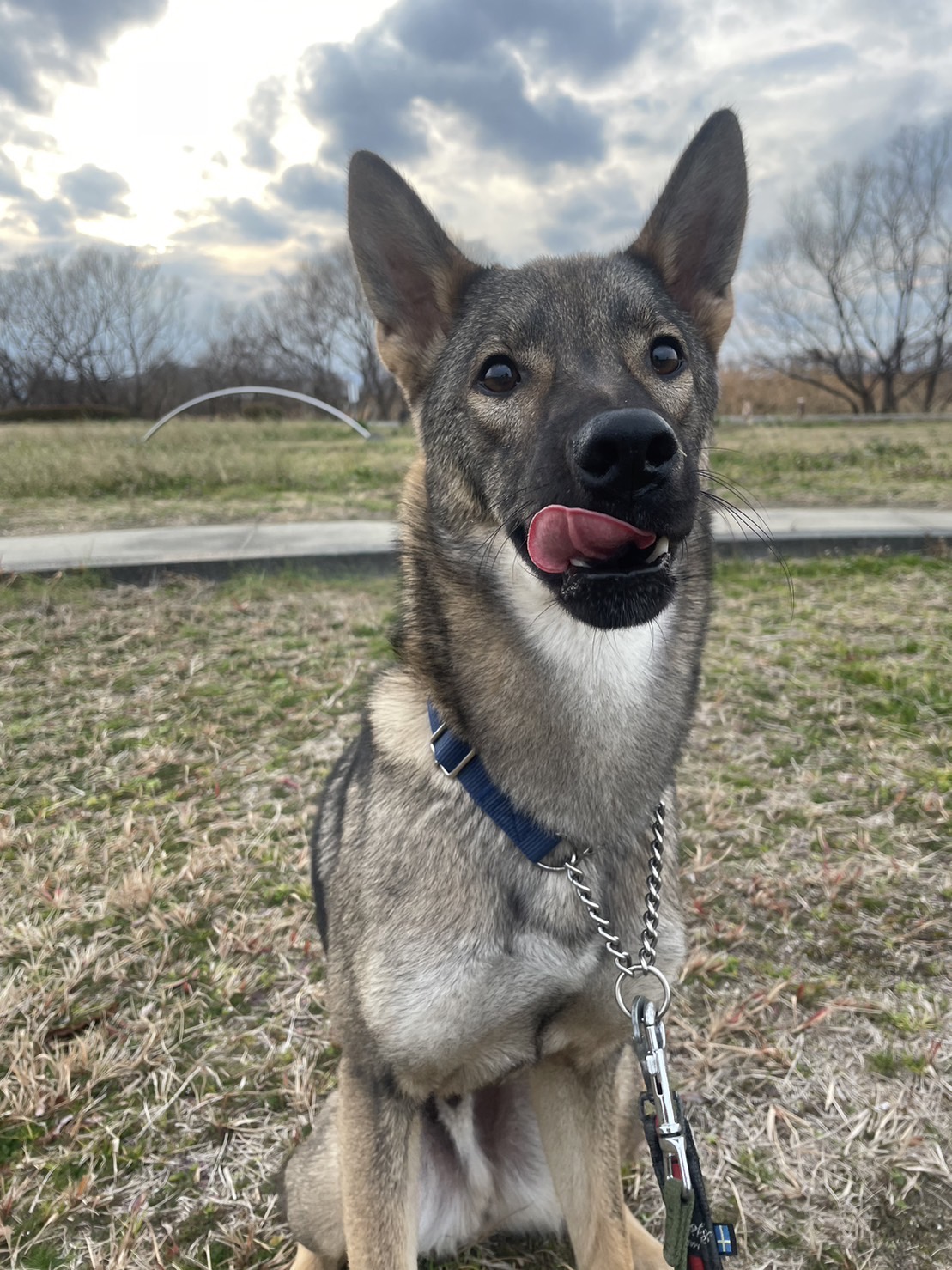 犬種不明