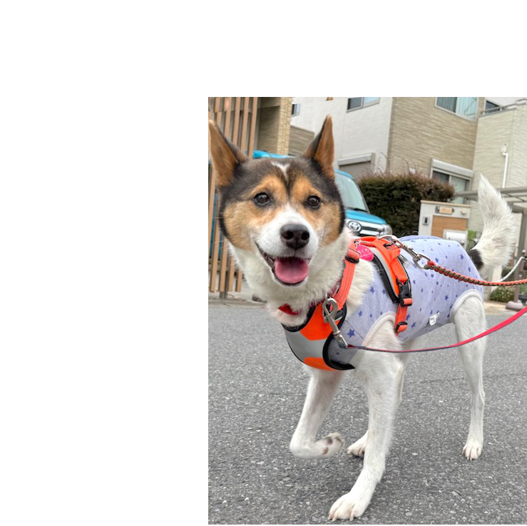 犬種不明