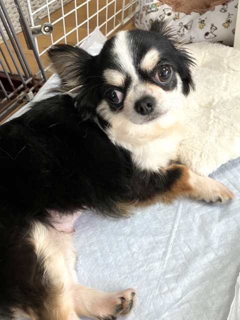 おかちゃん