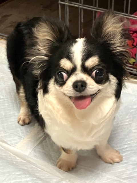 おかちゃん