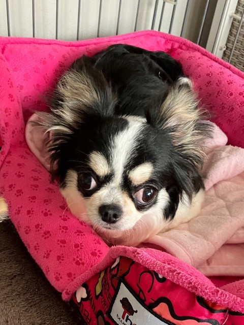 おかちゃん