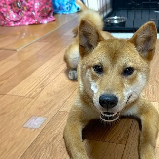 犬種不明