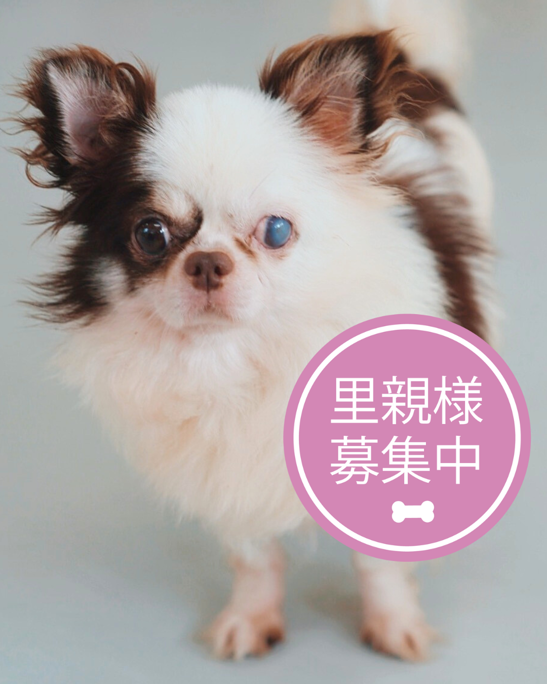 チワワ