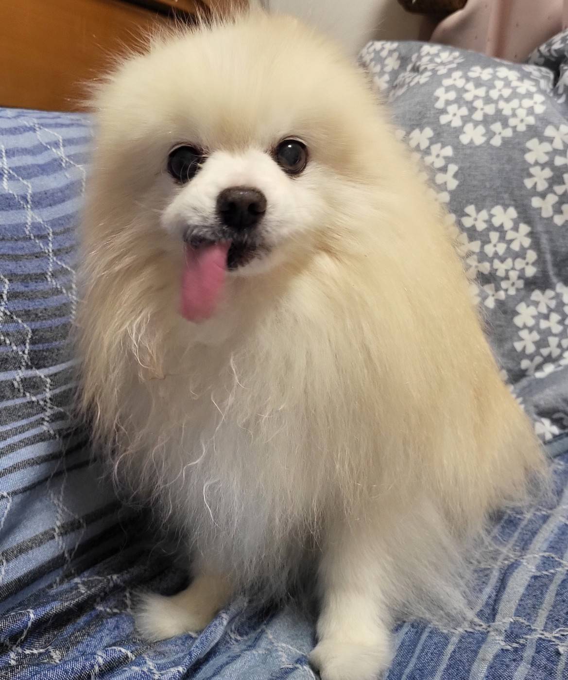 ポメラニアン
