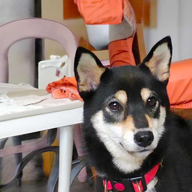犬種不明