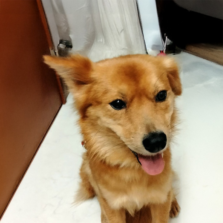 犬種不明