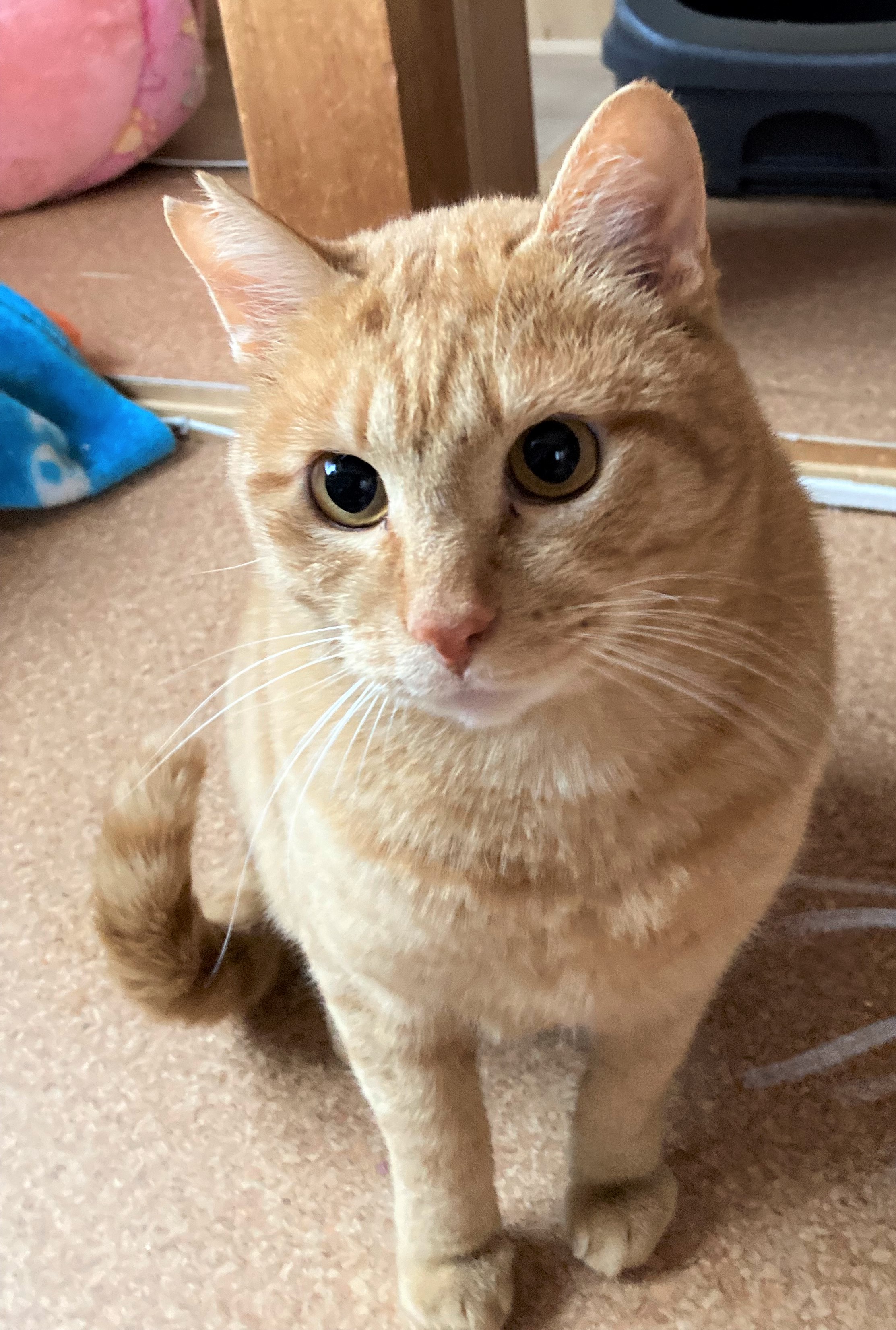 登録している生体