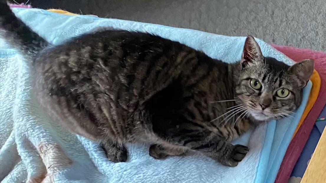 猫種不明