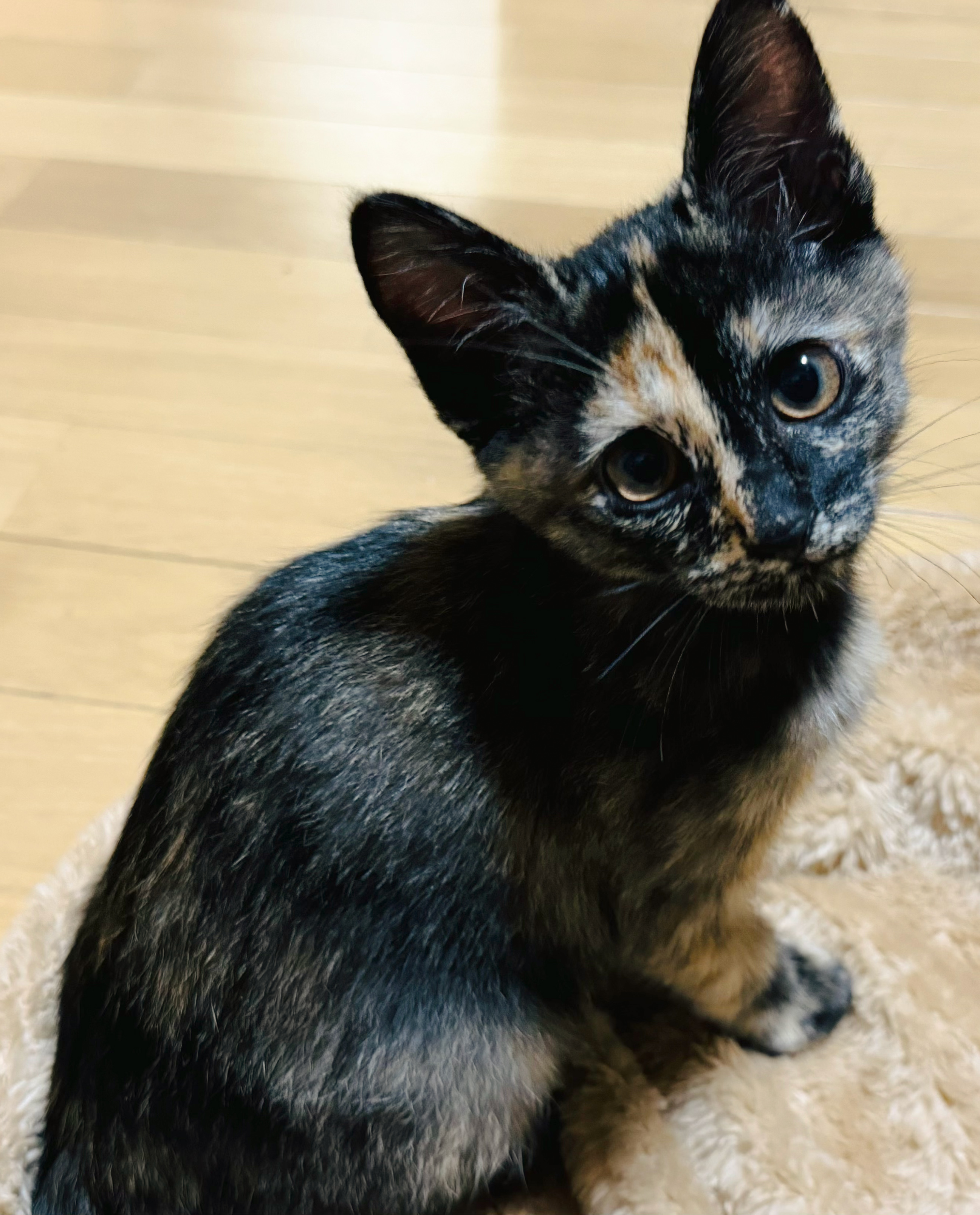 おいと