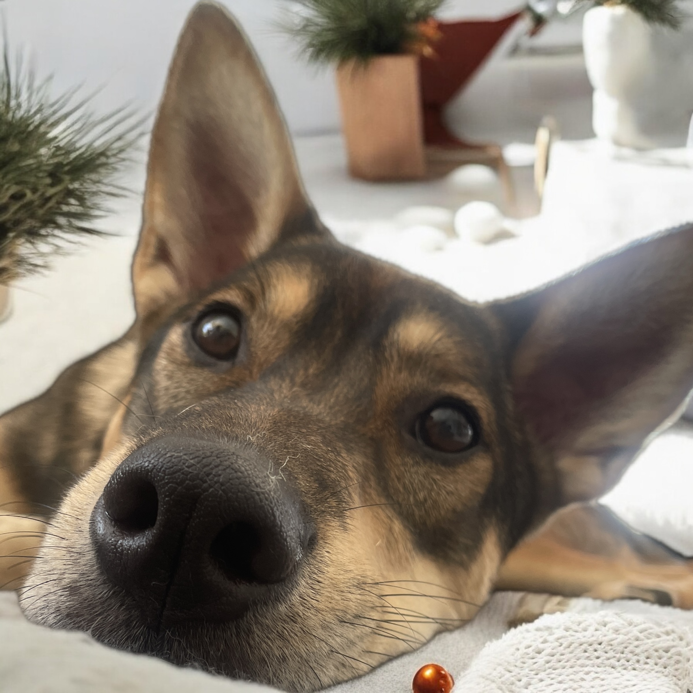 犬種不明