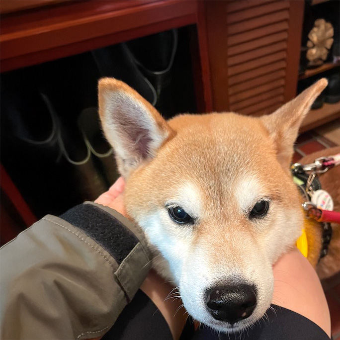 柴犬