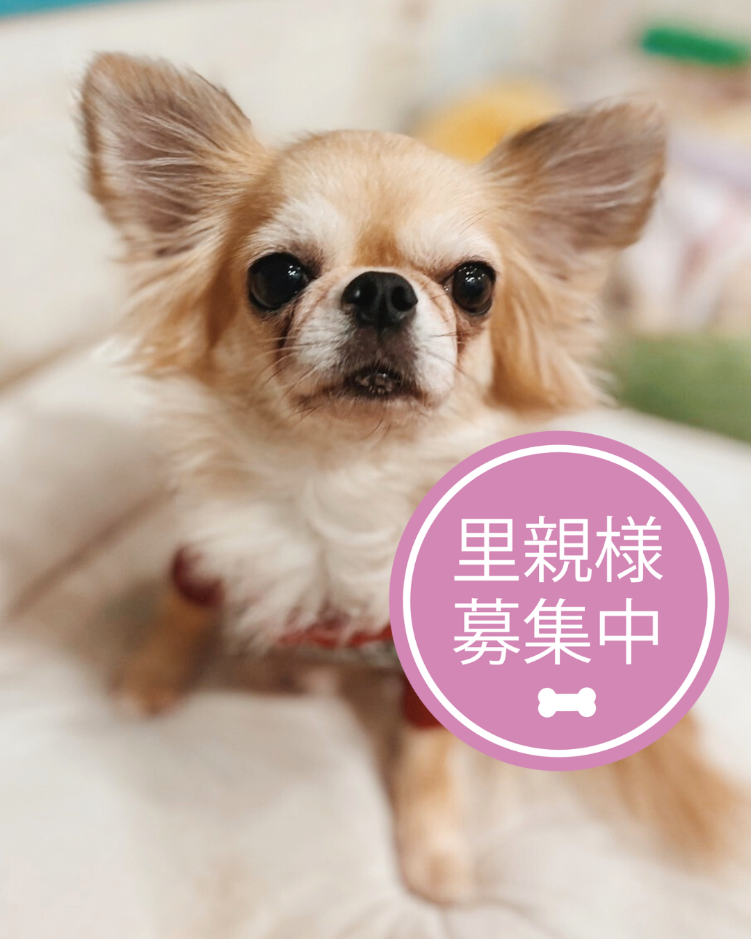 チワワ