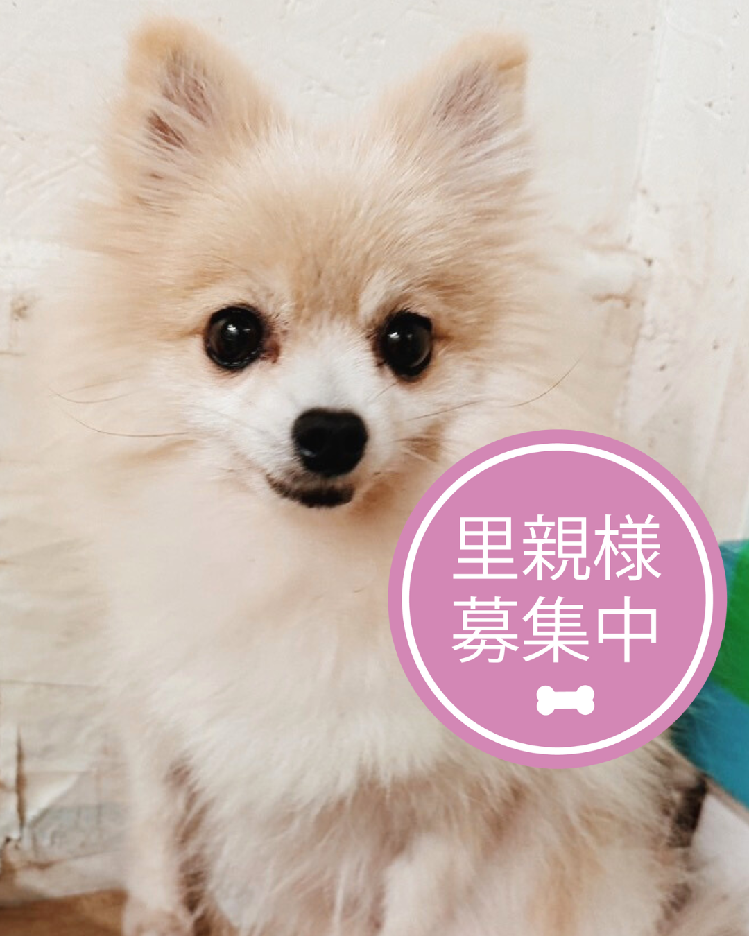 ポメラニアン