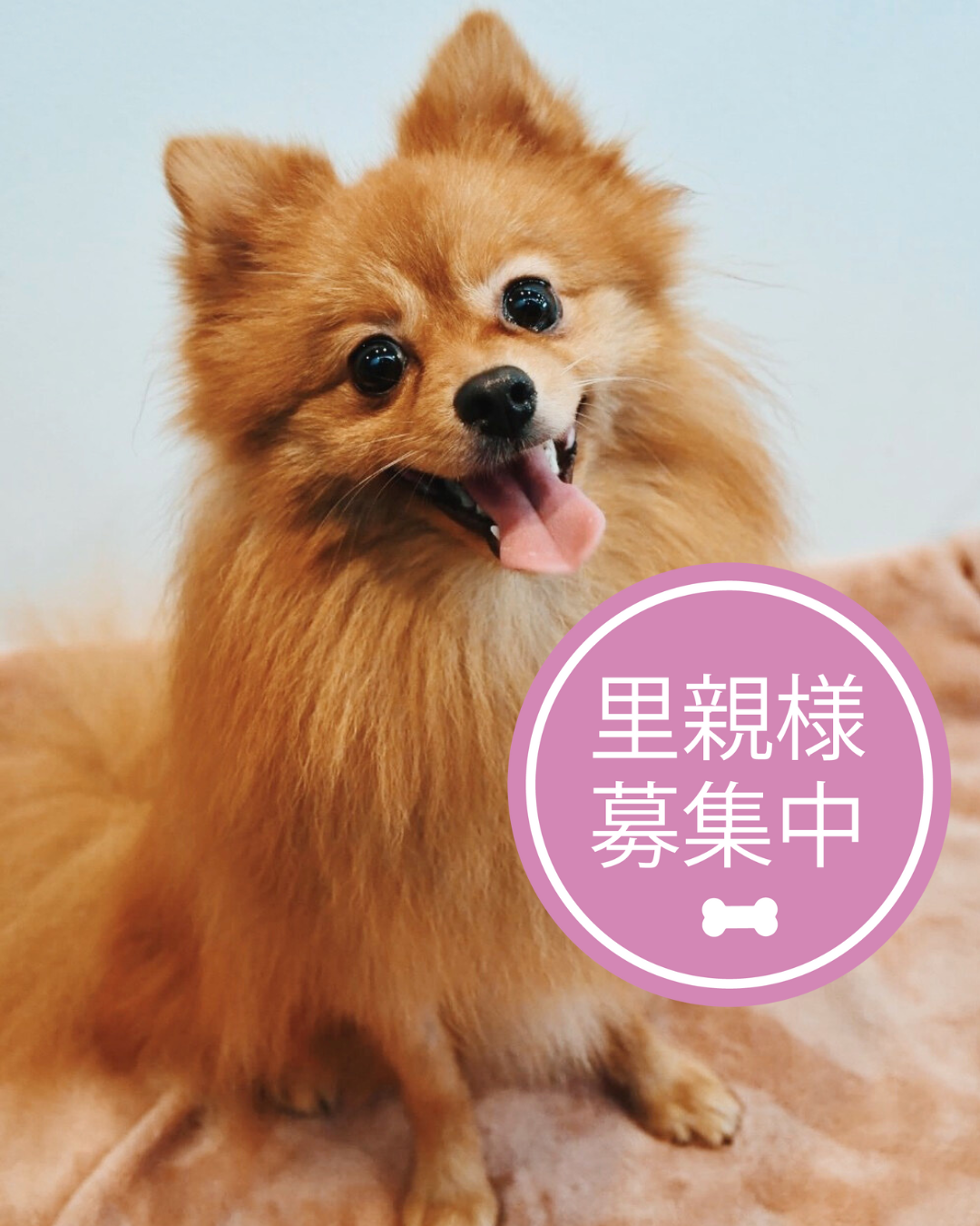 ポメラニアン