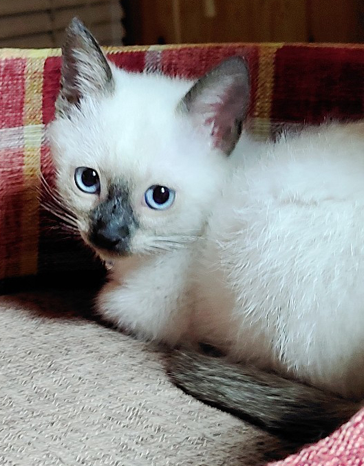 猫種不明