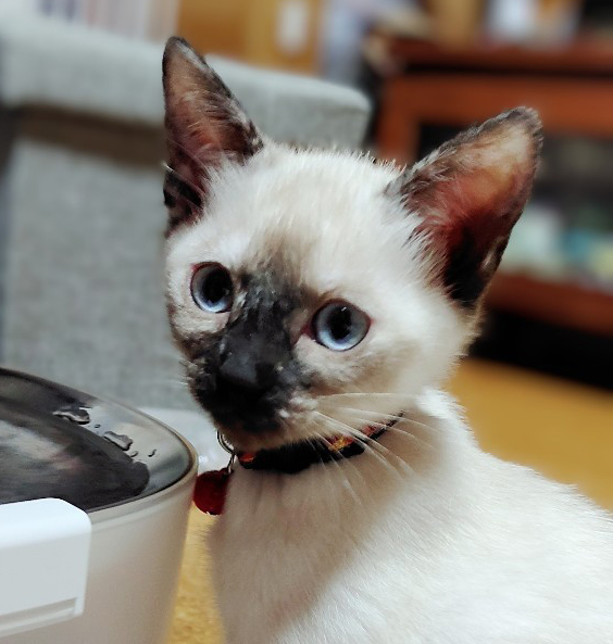 猫種不明