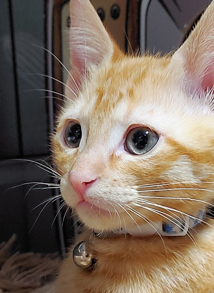 猫種不明