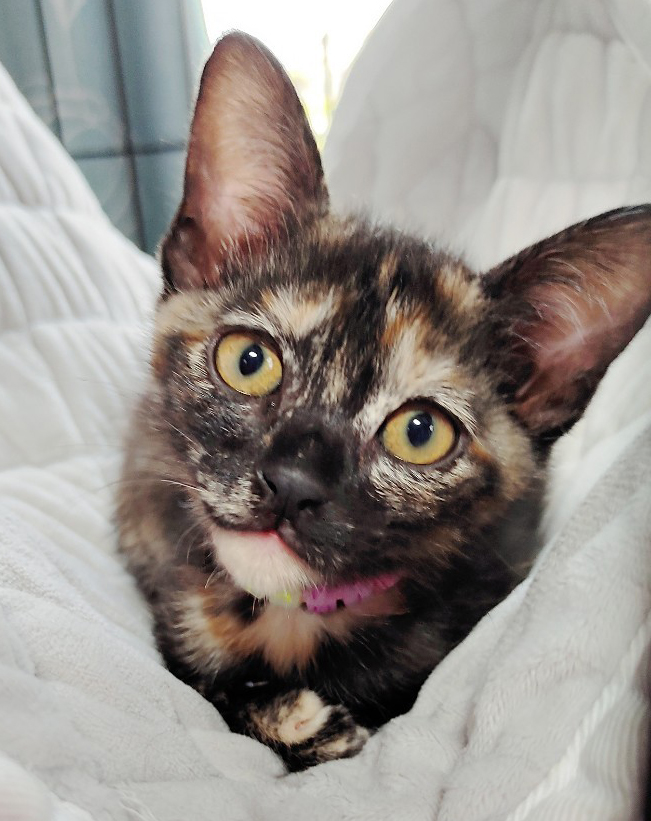 猫種不明