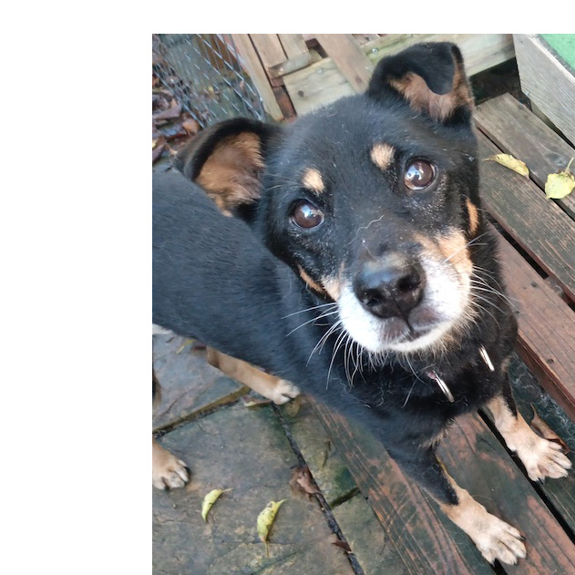 犬種不明