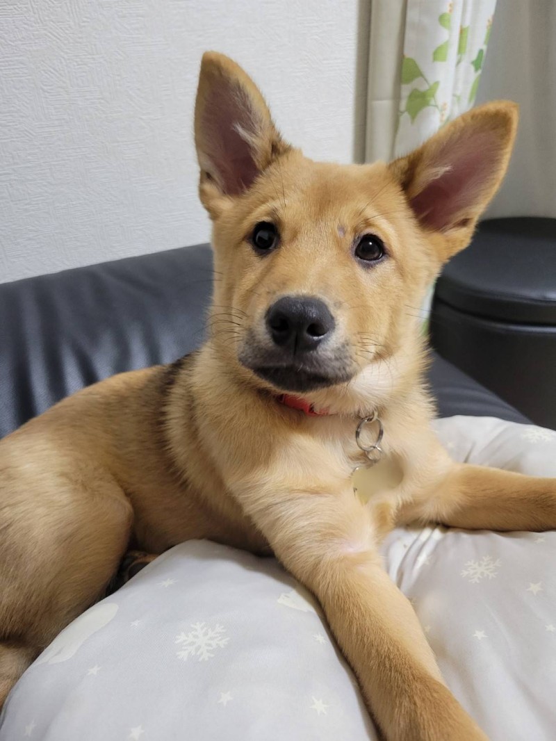犬種不明