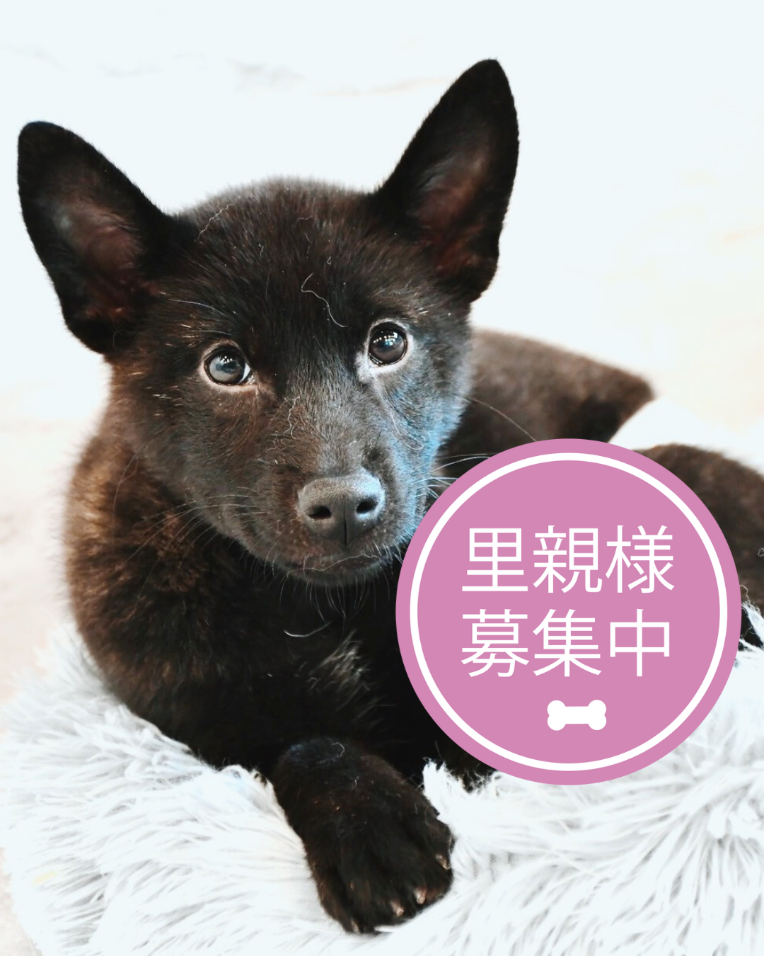 甲斐犬