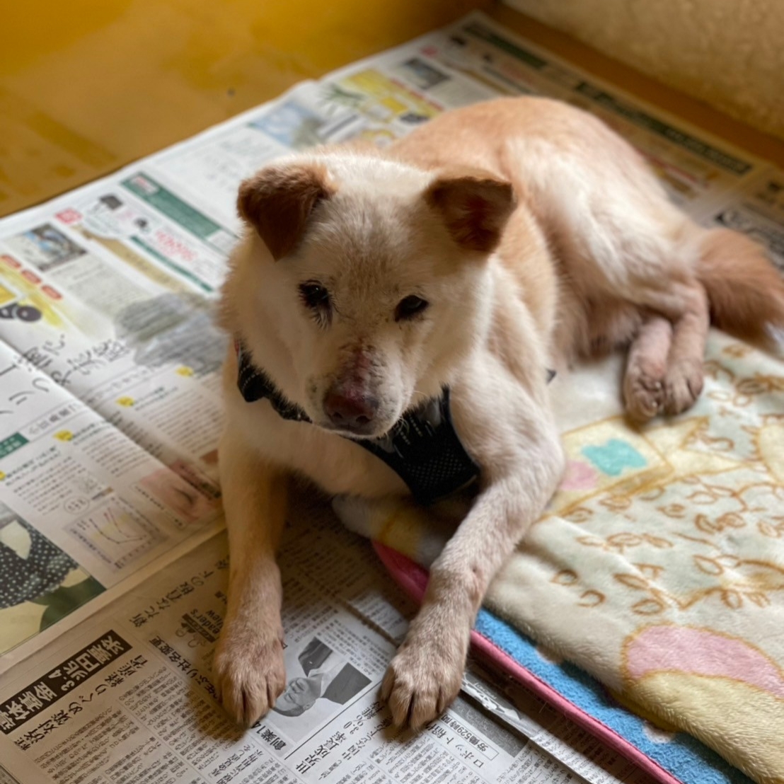 犬種不明