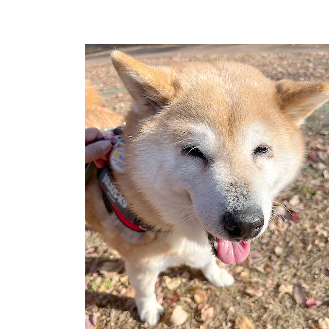 柴犬