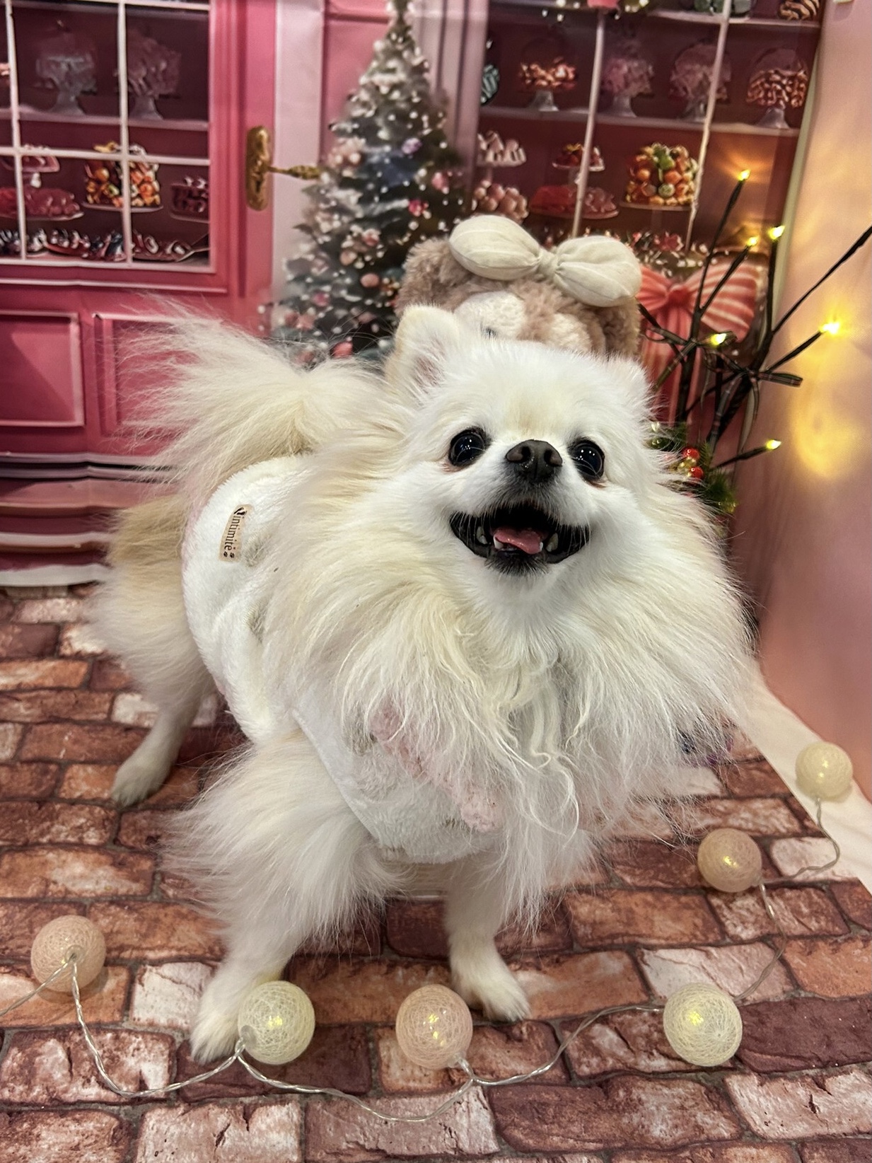 ポメラニアン