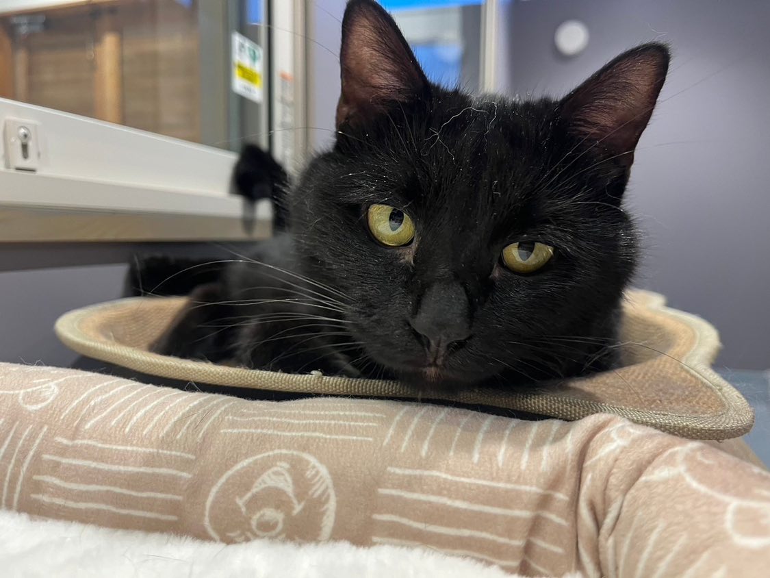 登録している生体