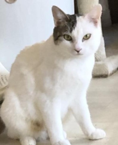猫種不明