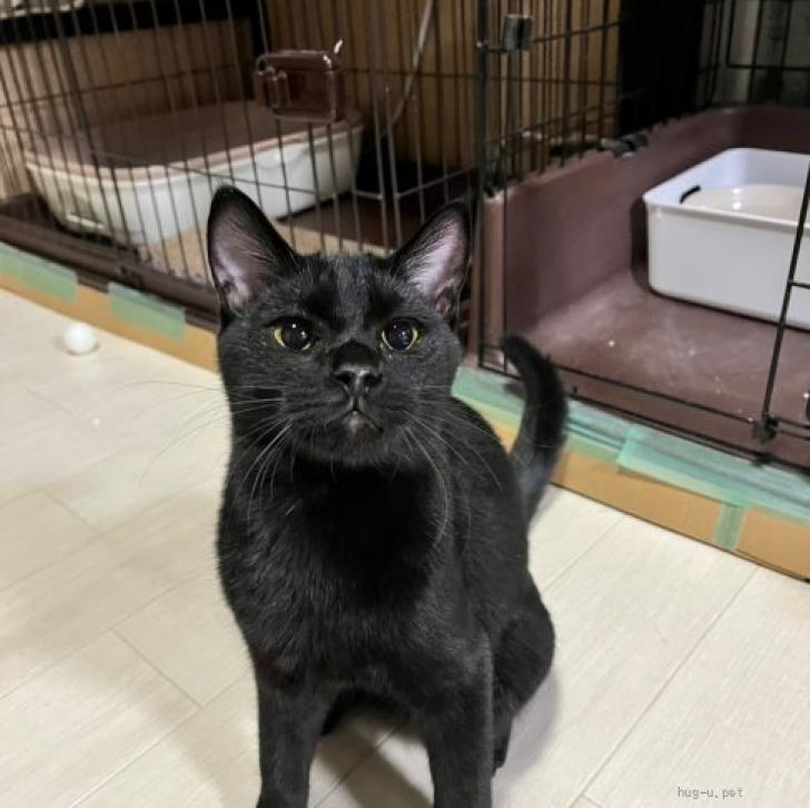 猫種不明