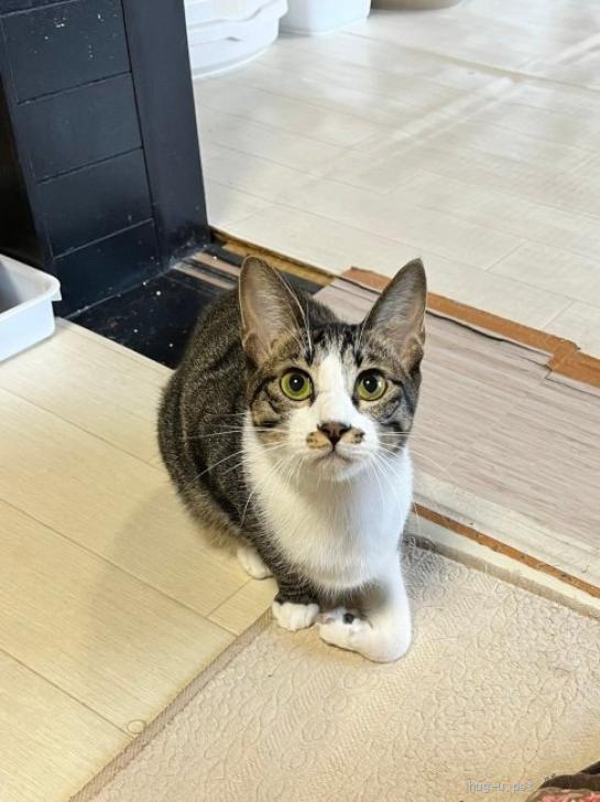 ハル
