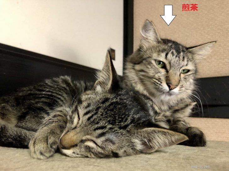 煎茶